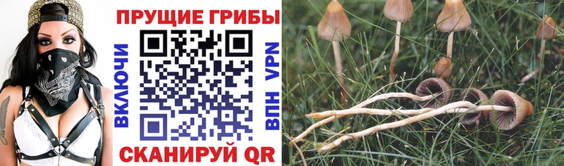 kraken сайт  Апшеронск  Галлюциногенные грибы Magic Shrooms 